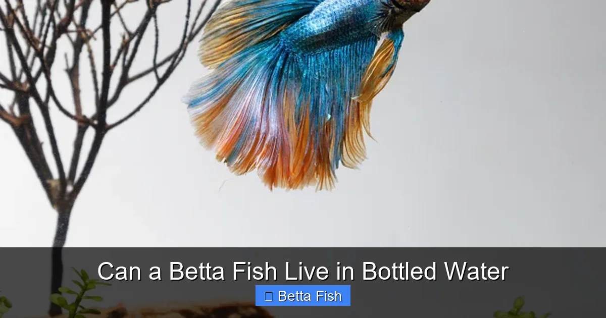 Can a Betta Fish Live in Bottled Water