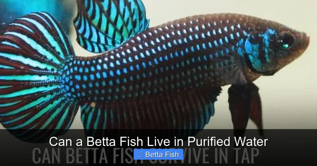 Can a Betta Fish Live in Purified Water