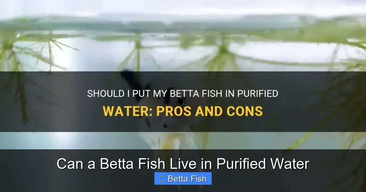 Can a Betta Fish Live in Purified Water
