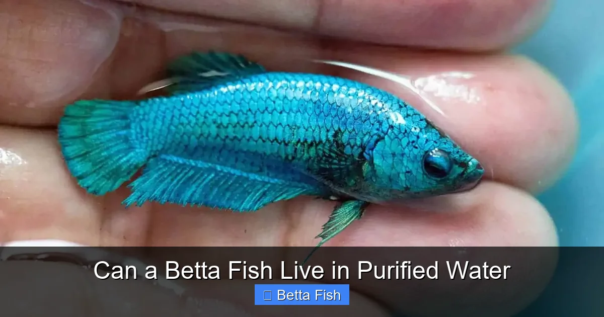 Can a Betta Fish Live in Purified Water