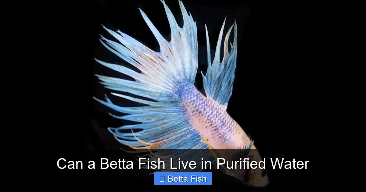 Can a Betta Fish Live in Purified Water