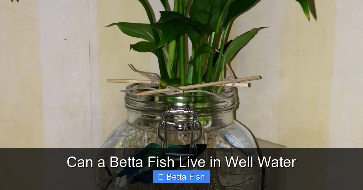 Can a Betta Fish Live in Well Water