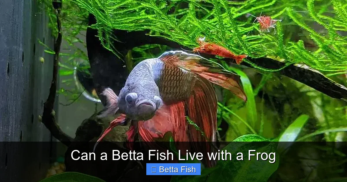 Can a Betta Fish Live with a Frog