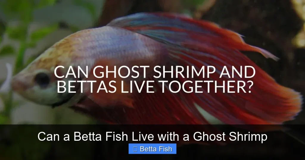 Can a Betta Fish Live with a Ghost Shrimp