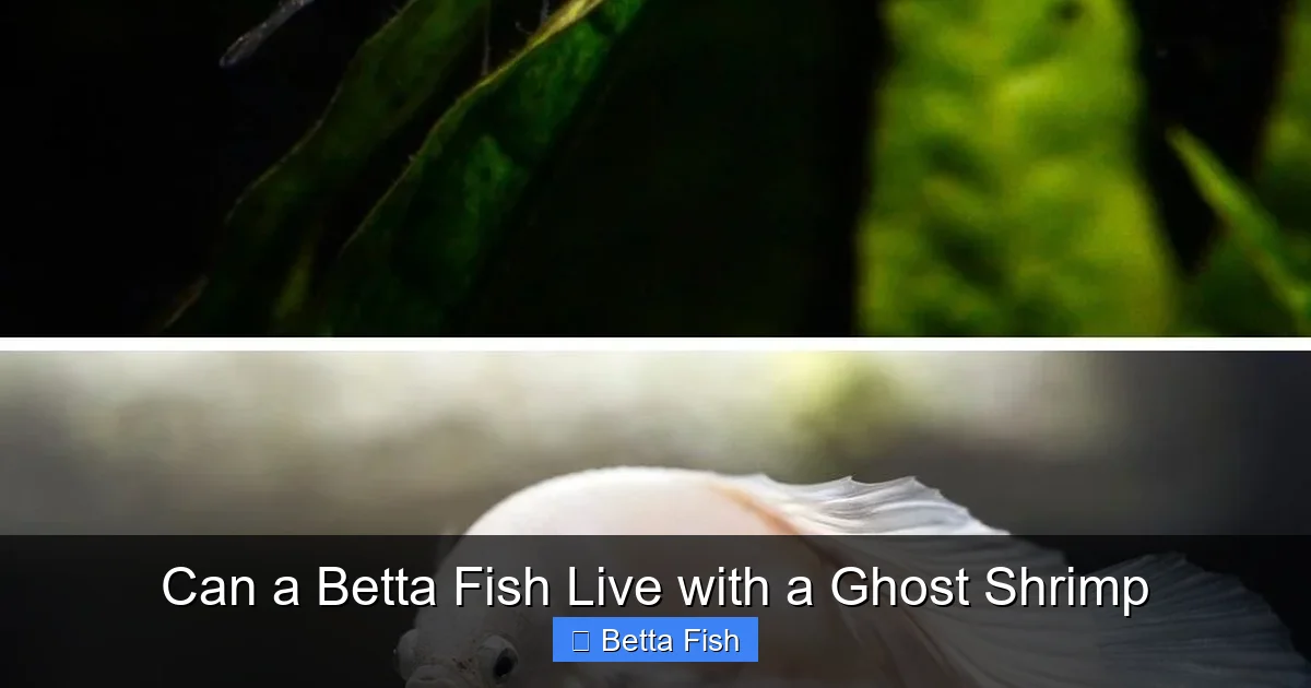 Can a Betta Fish Live with a Ghost Shrimp