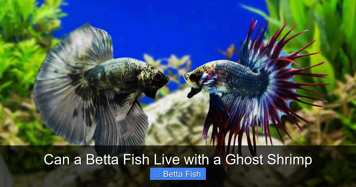 Can a Betta Fish Live with a Ghost Shrimp