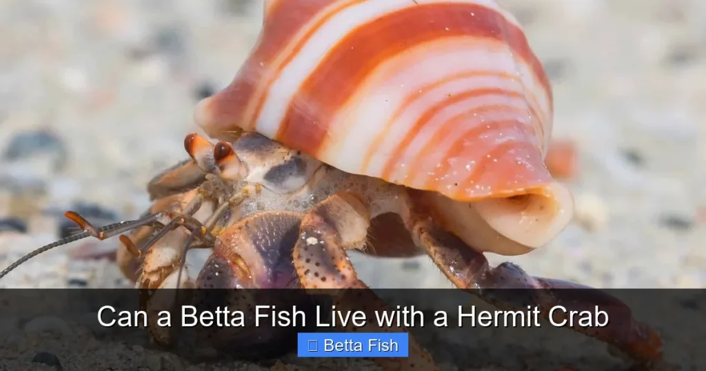 Can a Betta Fish Live with a Hermit Crab