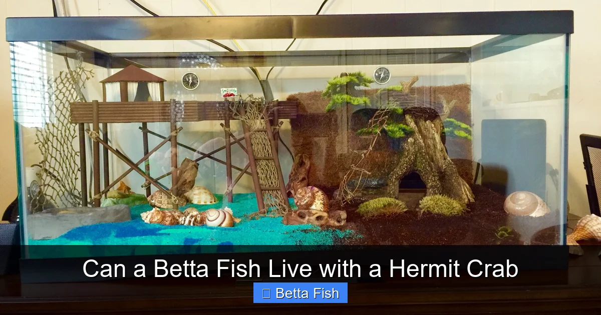 Can a Betta Fish Live with a Hermit Crab