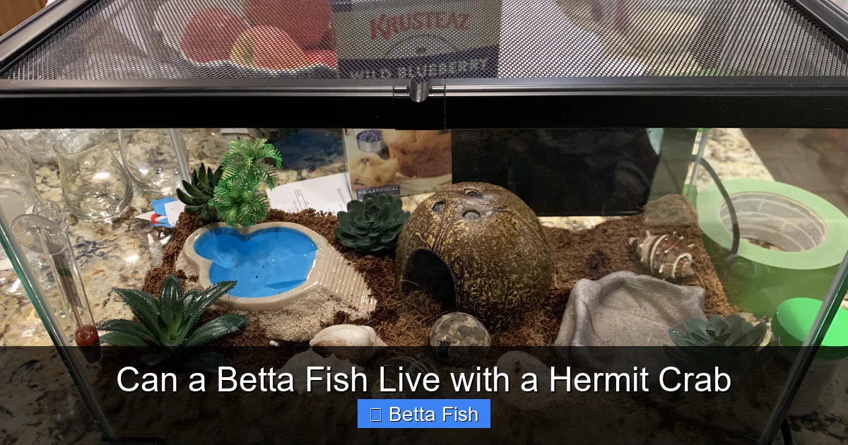 Can a Betta Fish Live with a Hermit Crab