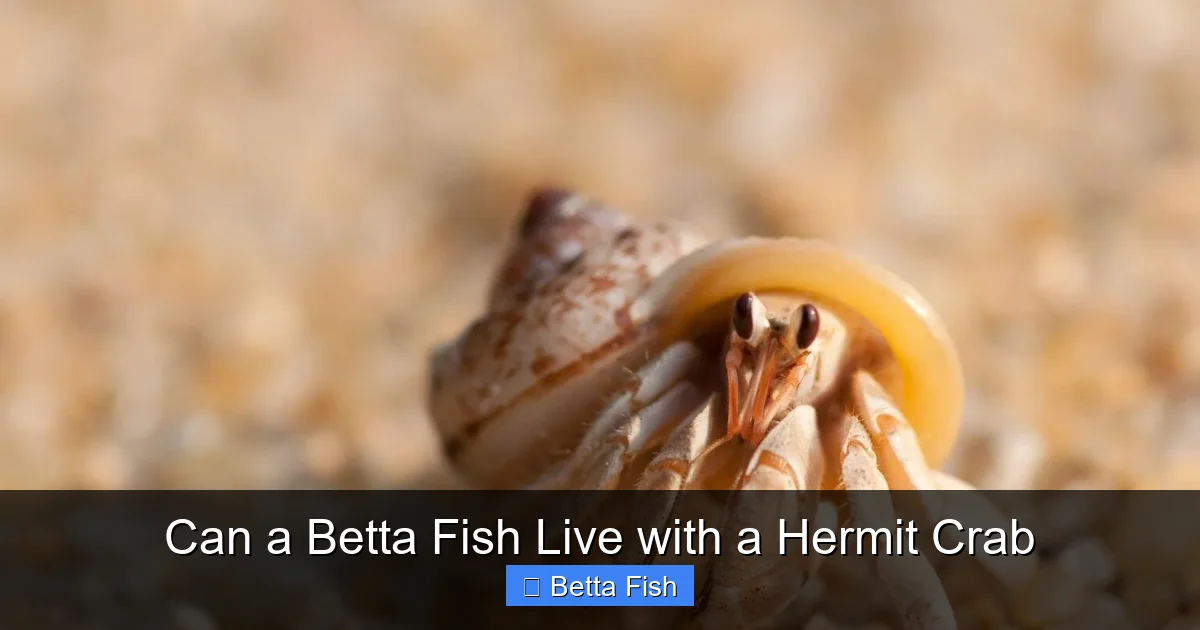 Can a Betta Fish Live with a Hermit Crab