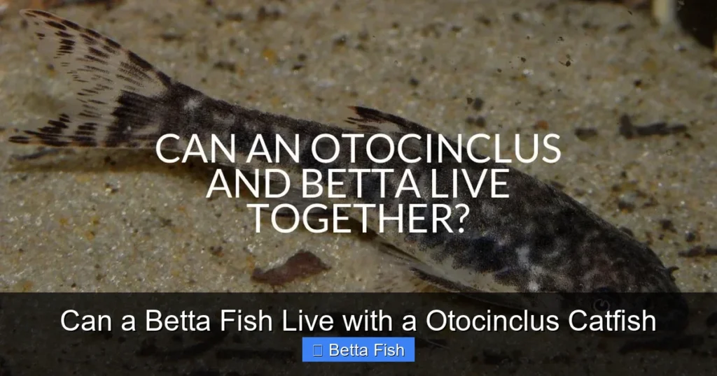 Can a Betta Fish Live with a Otocinclus Catfish