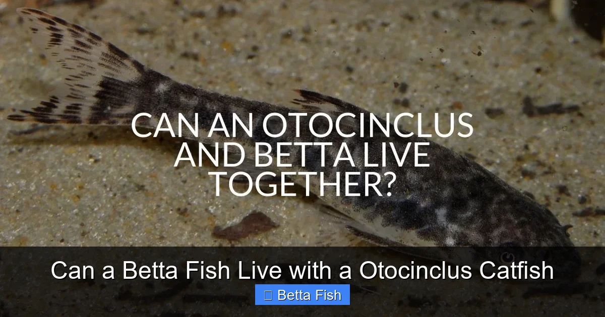 Can a Betta Fish Live with a Otocinclus Catfish