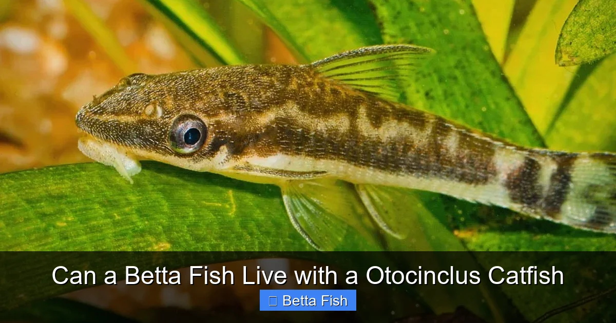 Can a Betta Fish Live with a Otocinclus Catfish