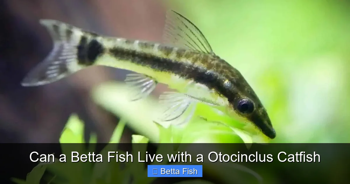 Can a Betta Fish Live with a Otocinclus Catfish