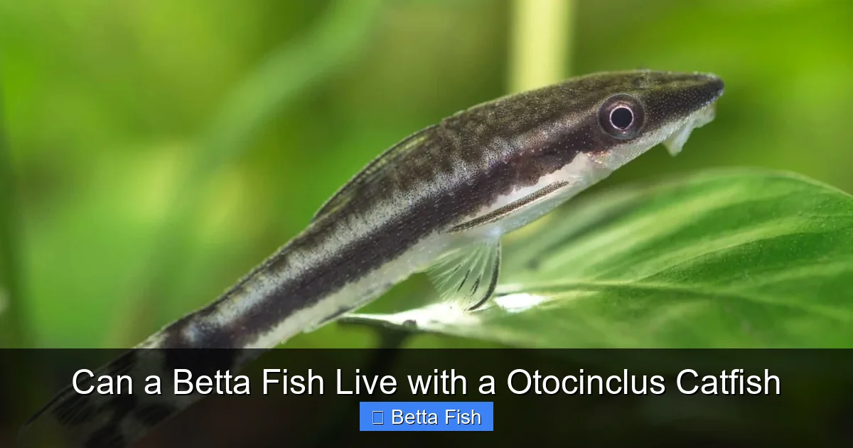 Can a Betta Fish Live with a Otocinclus Catfish