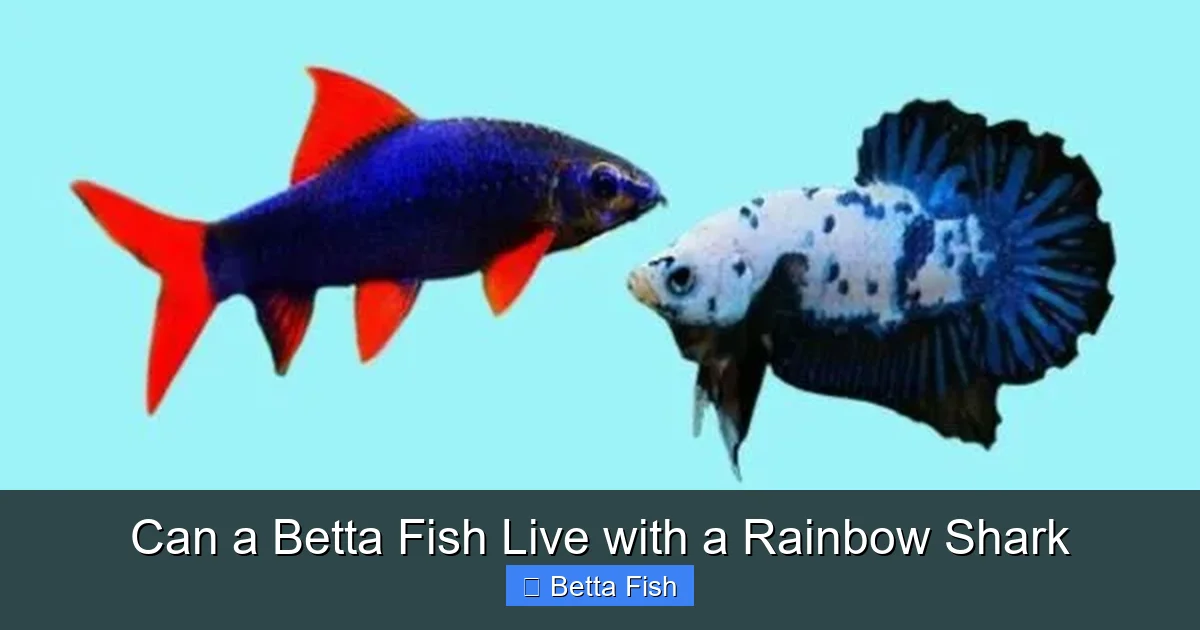 Can a Betta Fish Live with a Rainbow Shark