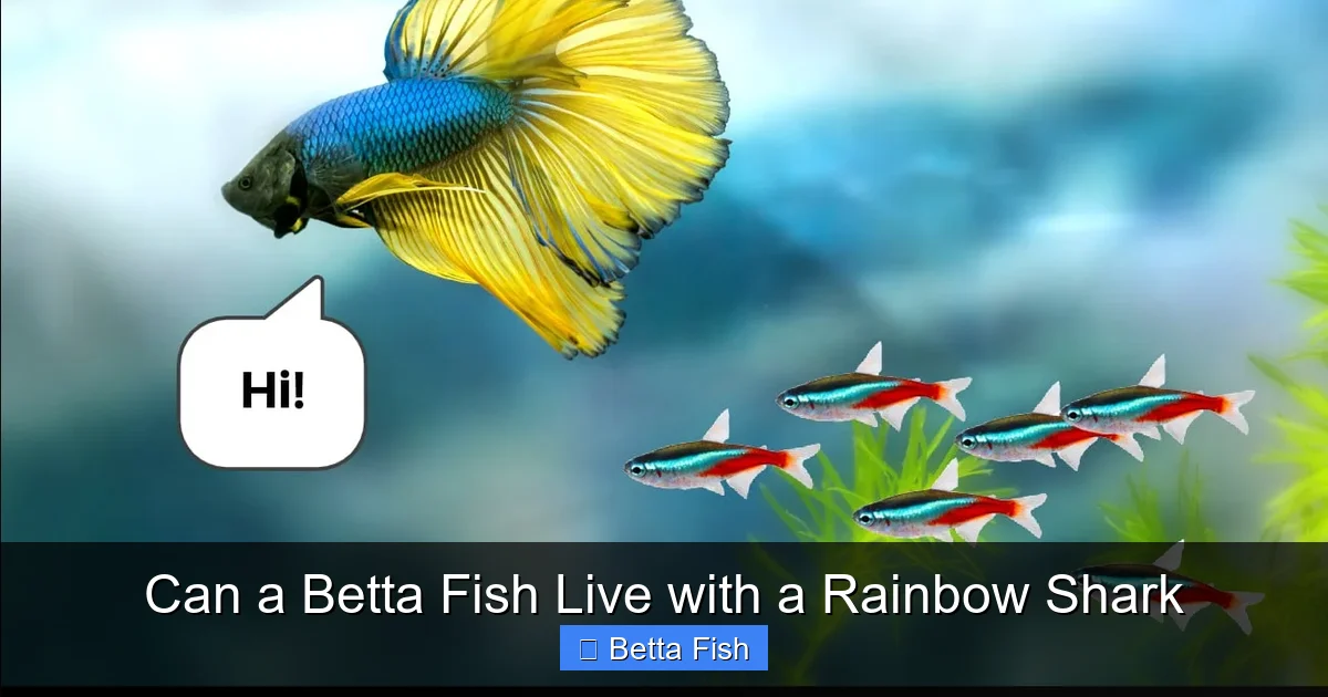 Can a Betta Fish Live with a Rainbow Shark