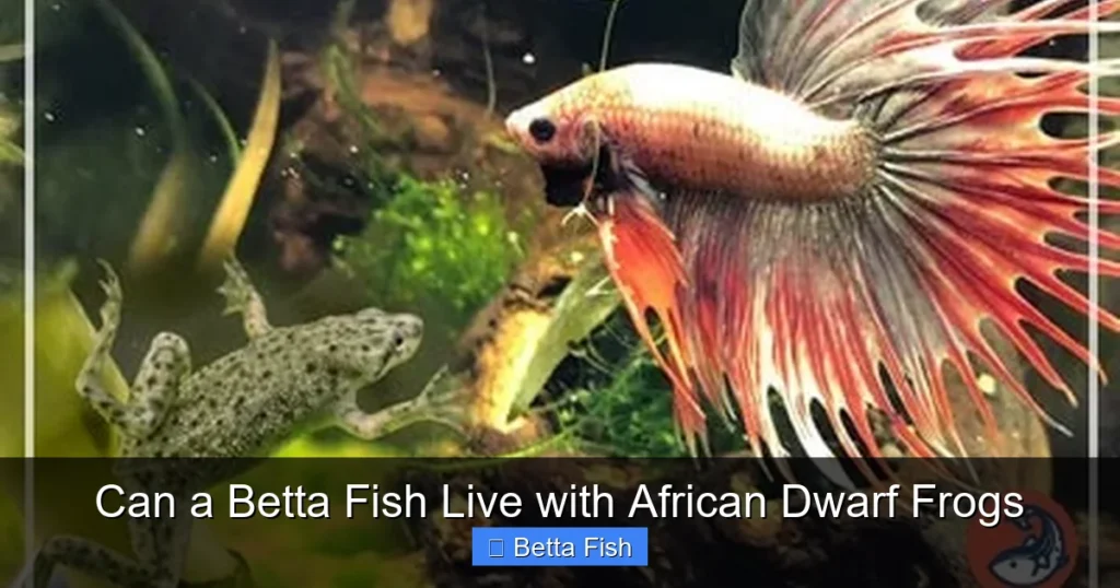 Can a Betta Fish Live with African Dwarf Frogs