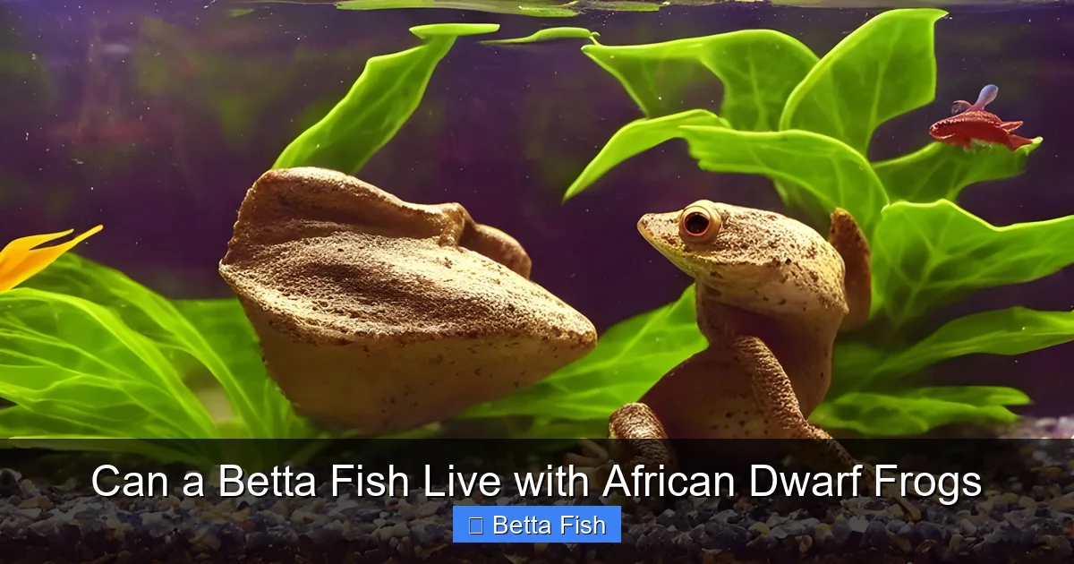 Can a Betta Fish Live with African Dwarf Frogs