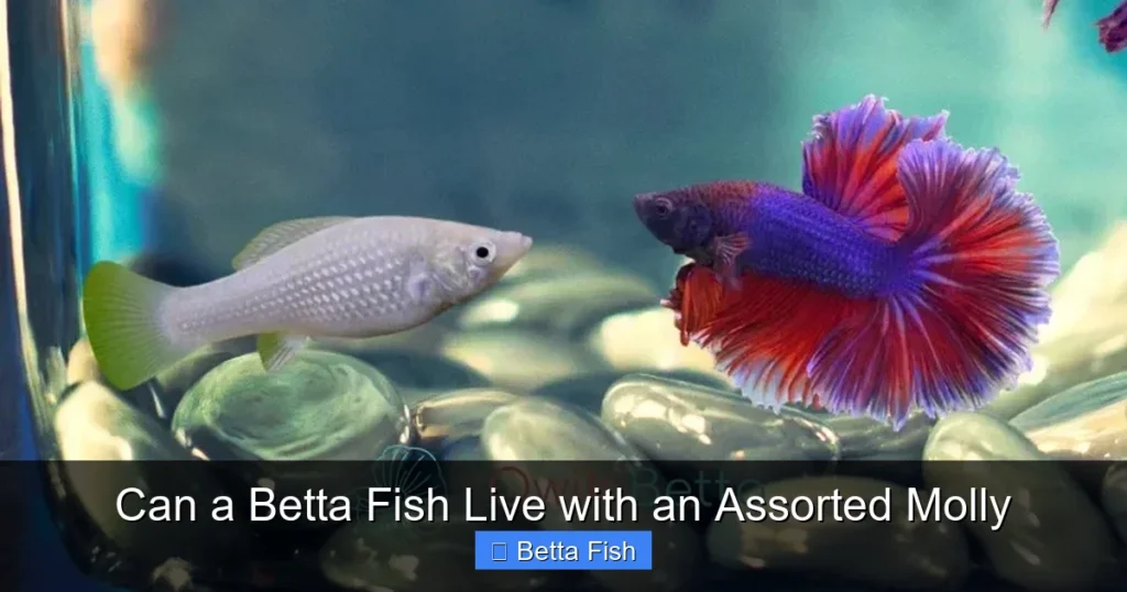 Can a Betta Fish Live with an Assorted Molly