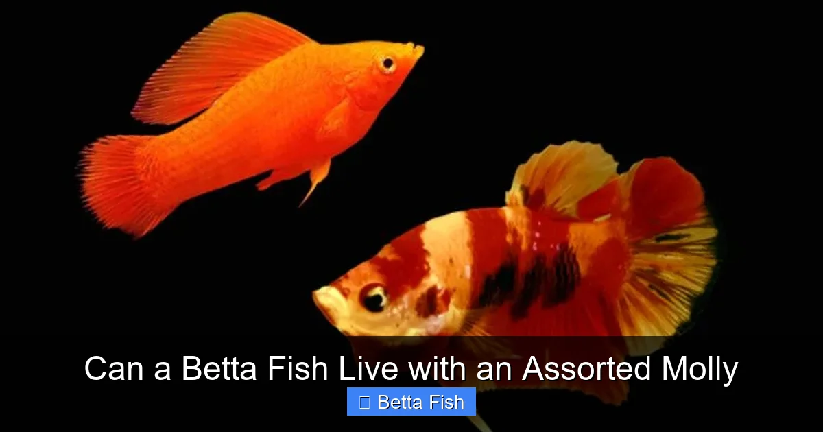 Can a Betta Fish Live with an Assorted Molly