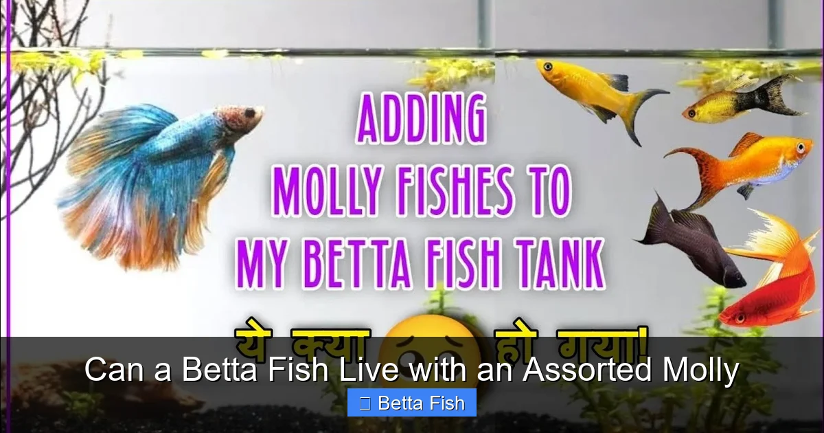 Can a Betta Fish Live with an Assorted Molly