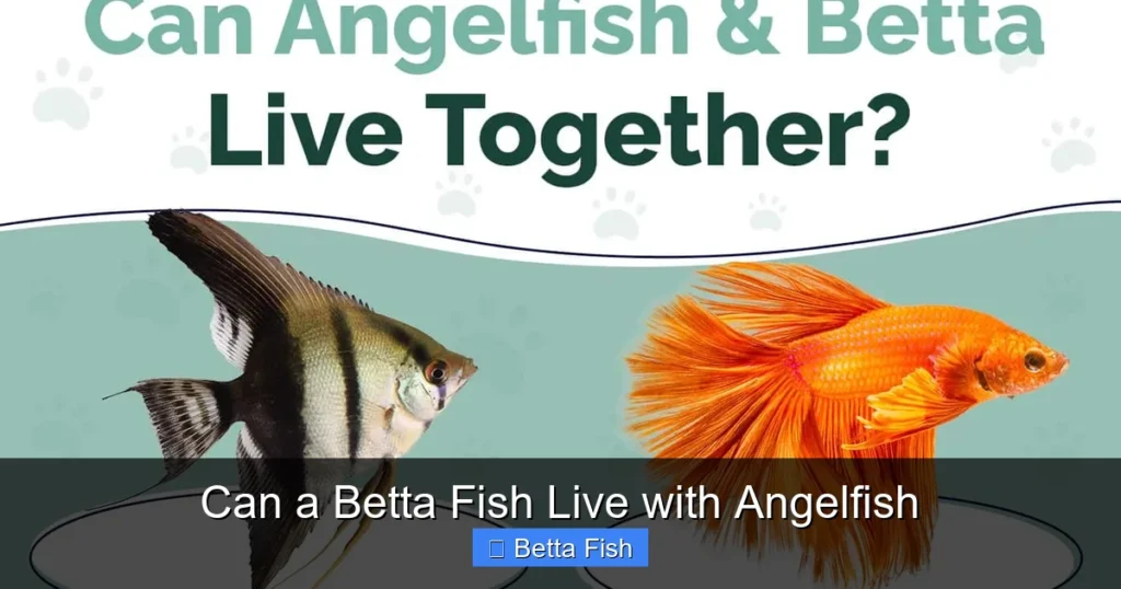 Can a Betta Fish Live with Angelfish