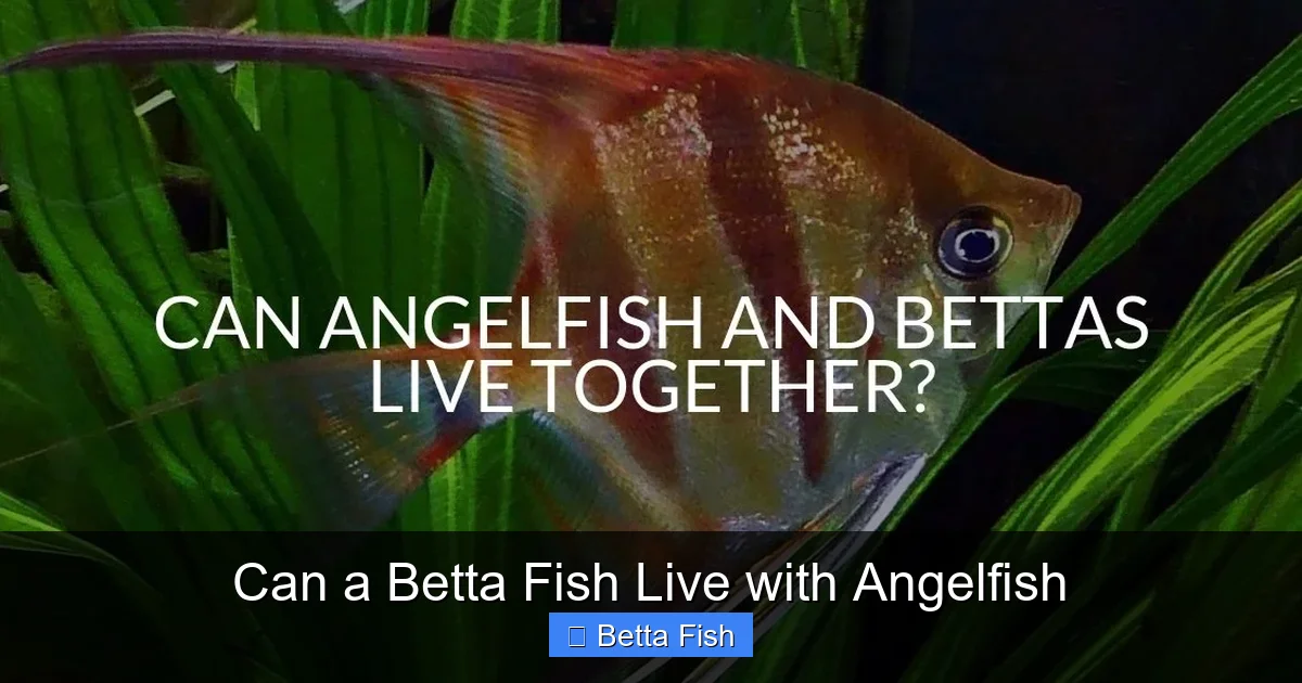Can a Betta Fish Live with Angelfish