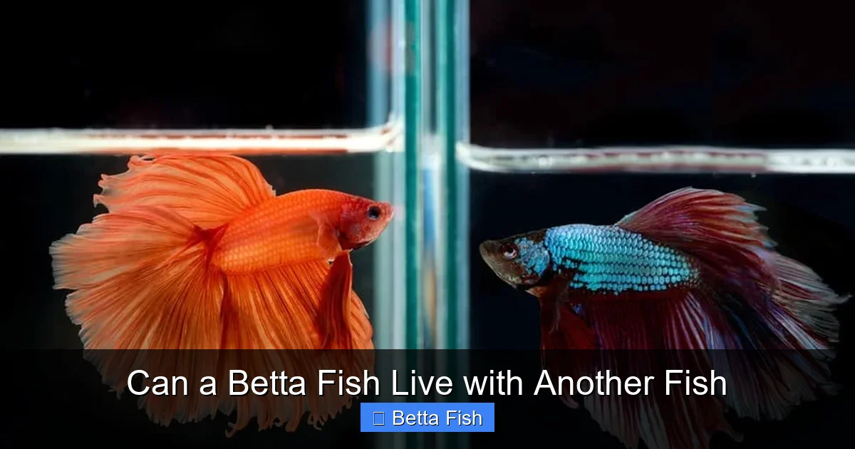 Can a Betta Fish Live with Another Fish