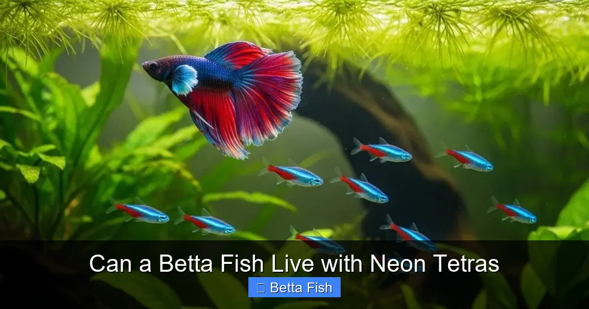 Can a Betta Fish Live with Neon Tetras