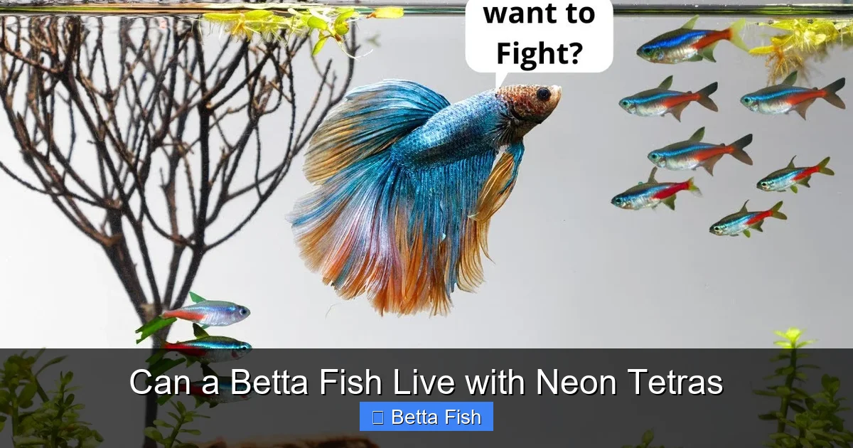 Can a Betta Fish Live with Neon Tetras