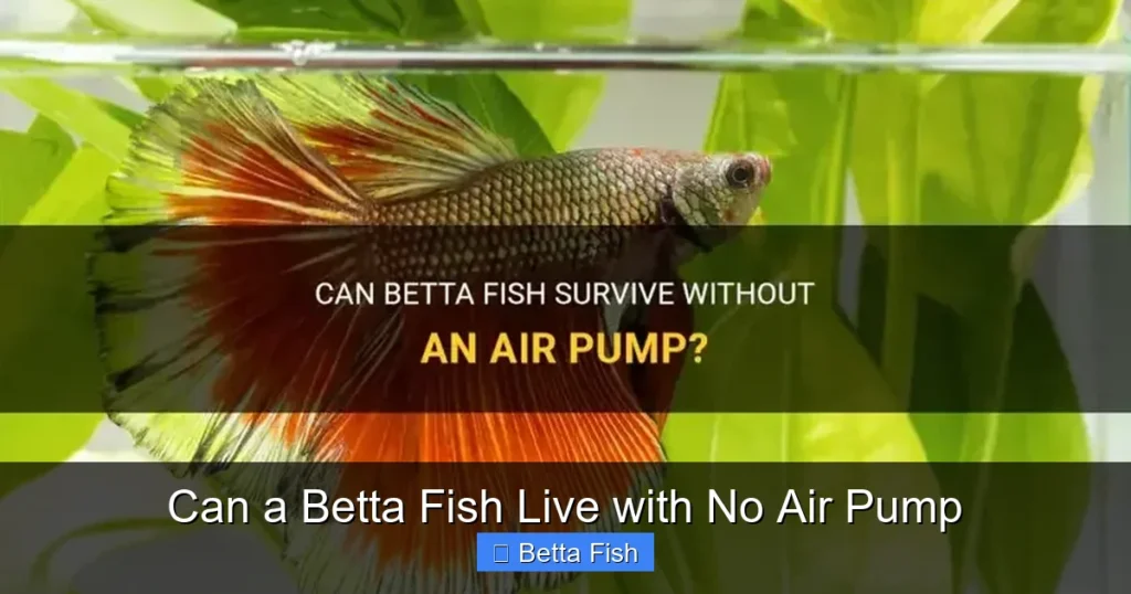 Can a Betta Fish Live with No Air Pump