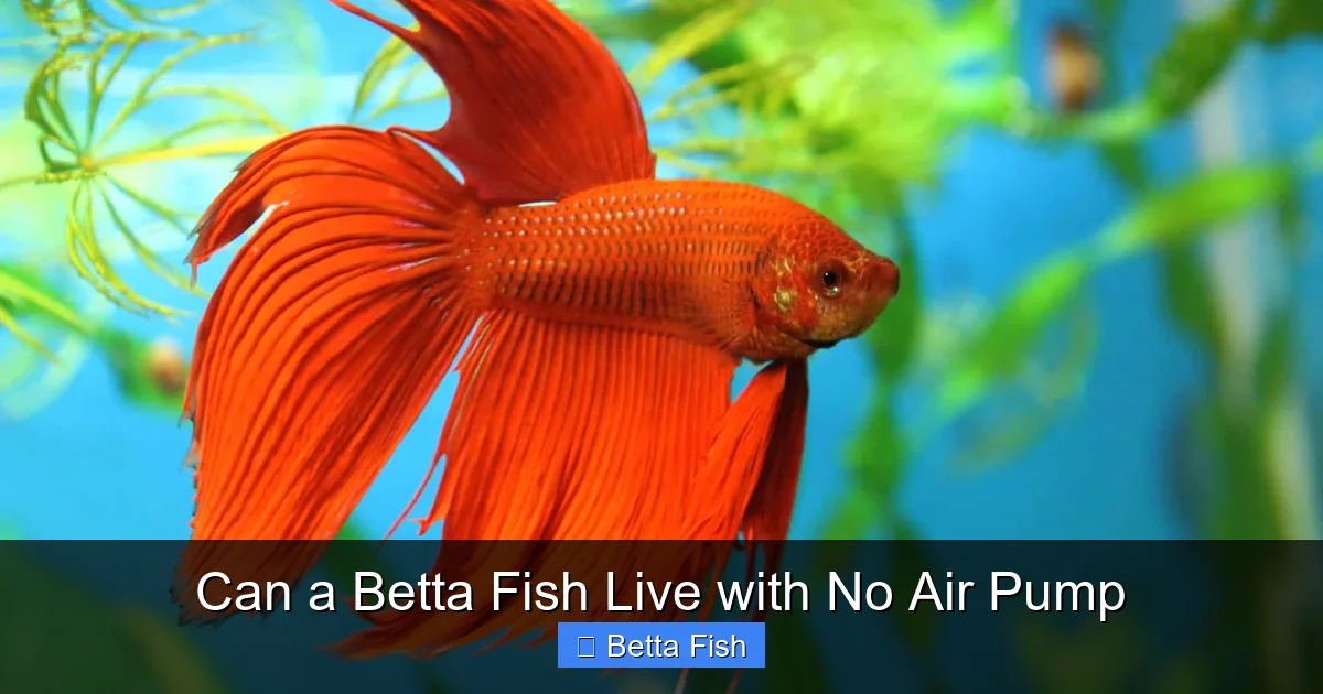 Can a Betta Fish Live with No Air Pump