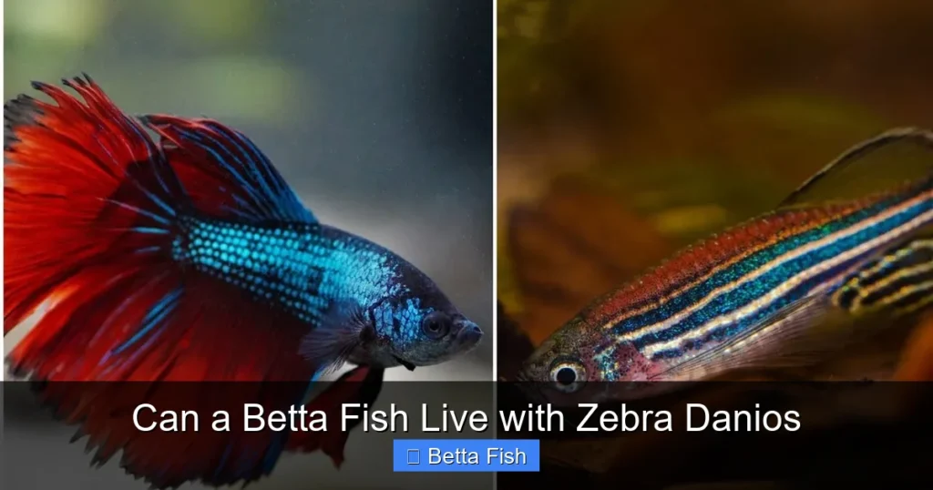 Can a Betta Fish Live with Zebra Danios