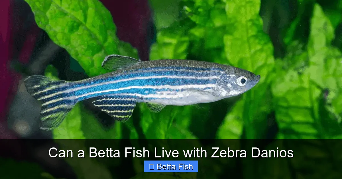 Can a Betta Fish Live with Zebra Danios