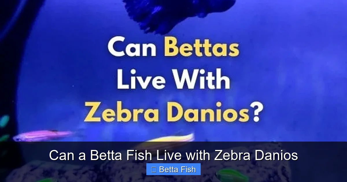 Can a Betta Fish Live with Zebra Danios