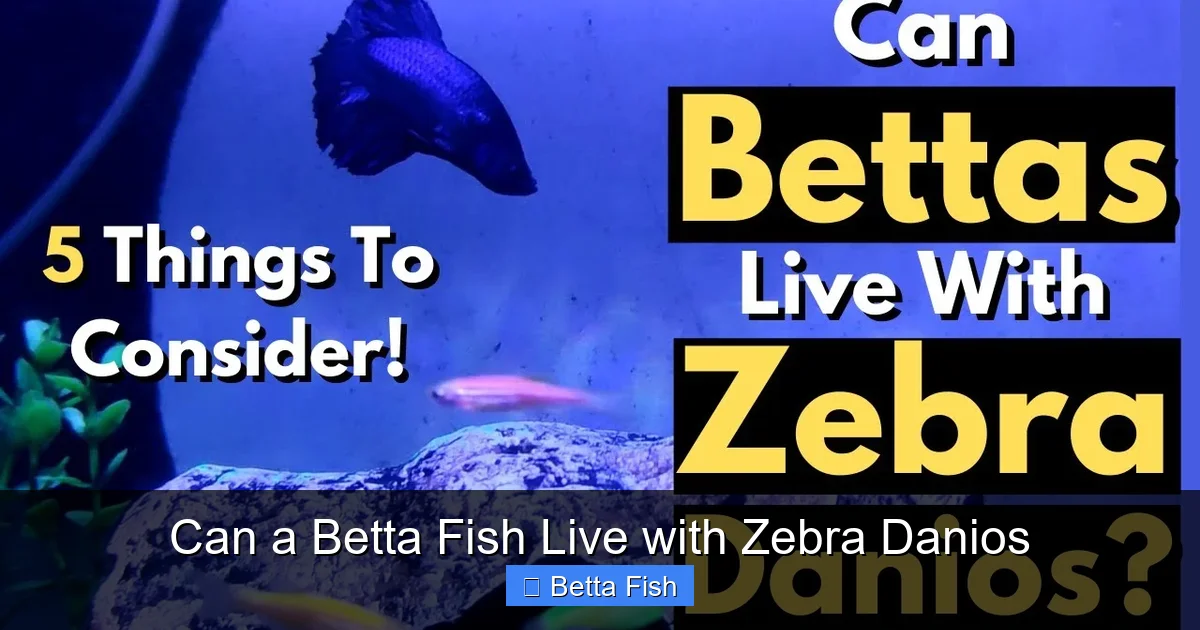 Can a Betta Fish Live with Zebra Danios