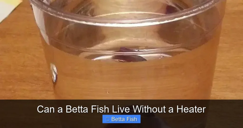 Can a Betta Fish Live Without a Heater