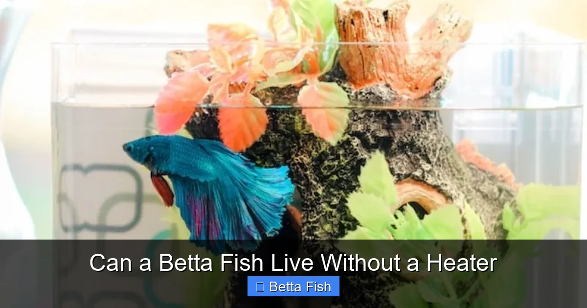 Can a Betta Fish Live Without a Heater