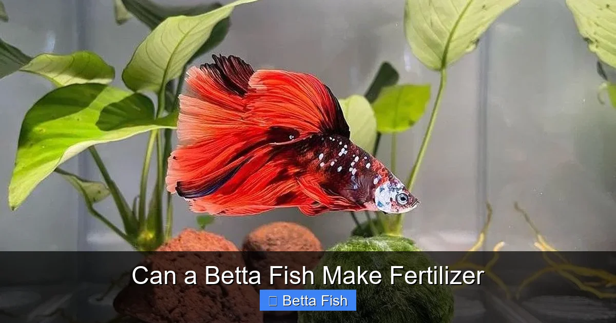 Can a Betta Fish Make Fertilizer