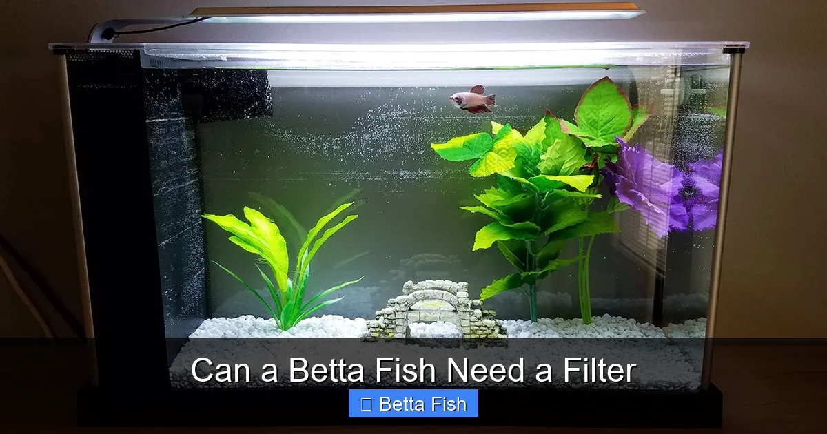 Can a Betta Fish Need a Filter