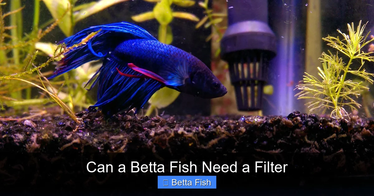 Can a Betta Fish Need a Filter