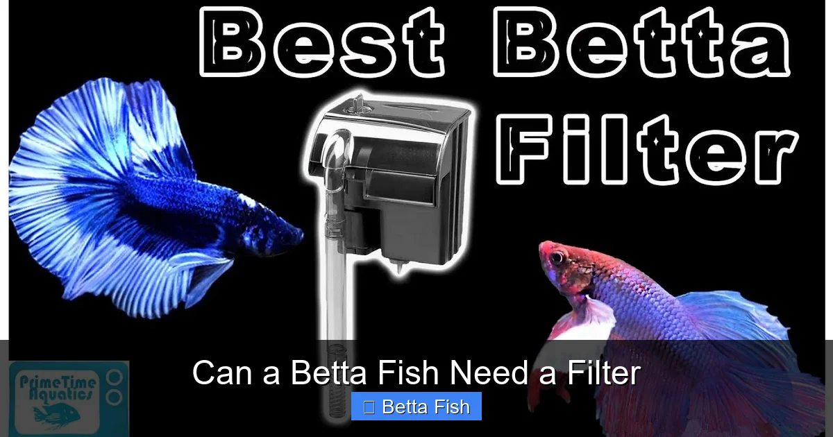 Can a Betta Fish Need a Filter