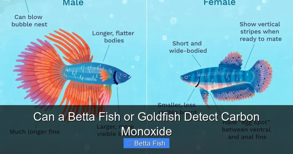 Can a Betta Fish or Goldfish Detect Carbon Monoxide