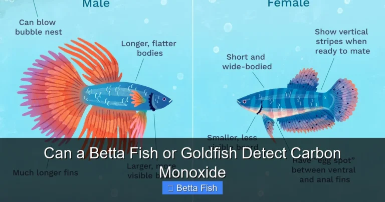 Can a Betta Fish or Goldfish Detect Carbon Monoxide