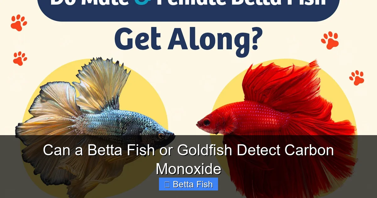 Can a Betta Fish or Goldfish Detect Carbon Monoxide