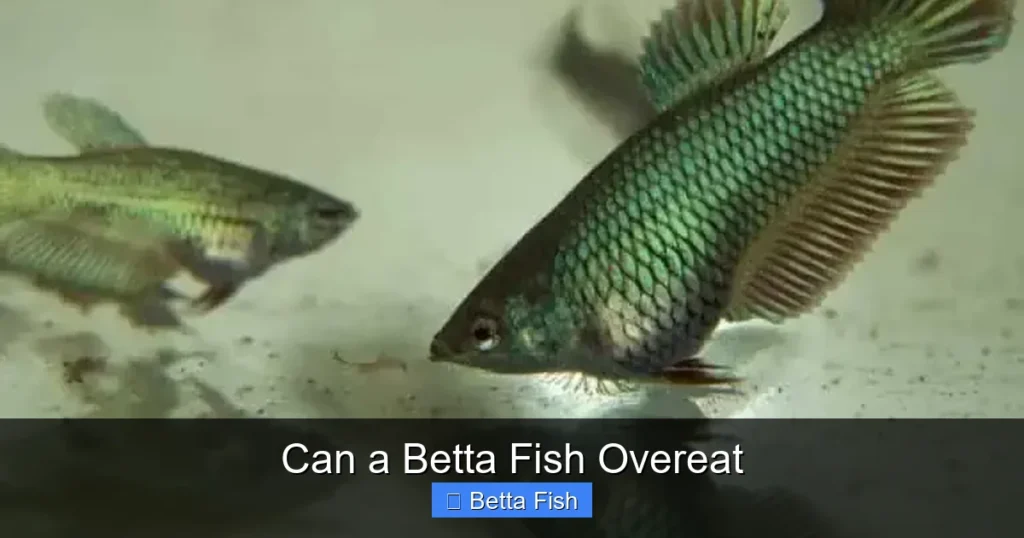 Can a Betta Fish Overeat