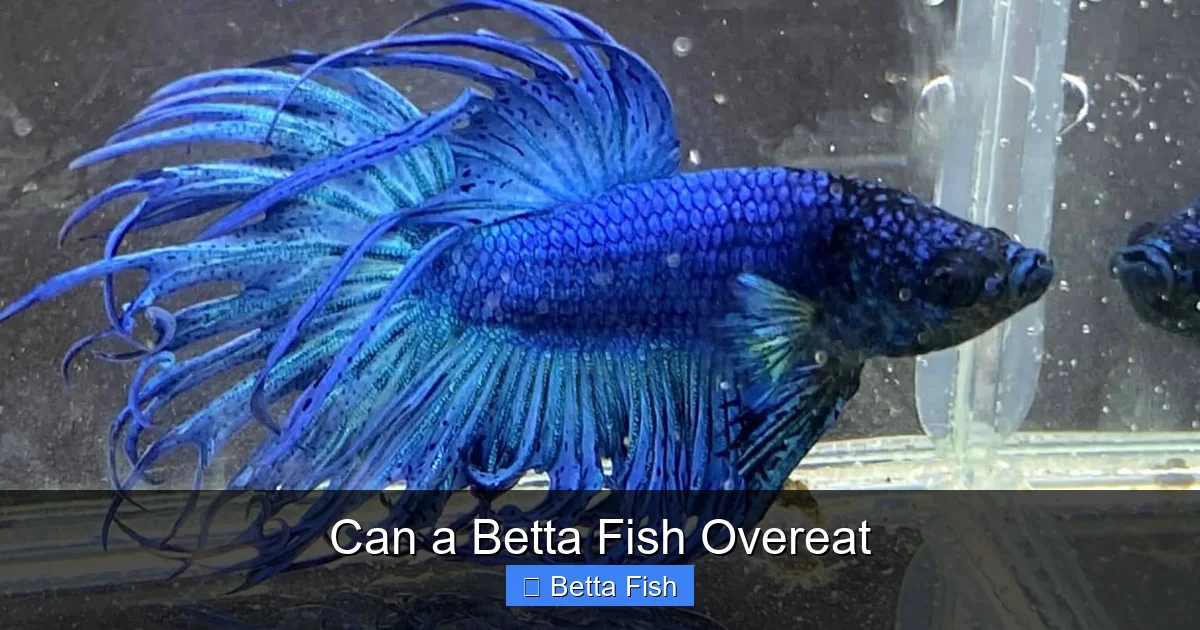 Can a Betta Fish Overeat