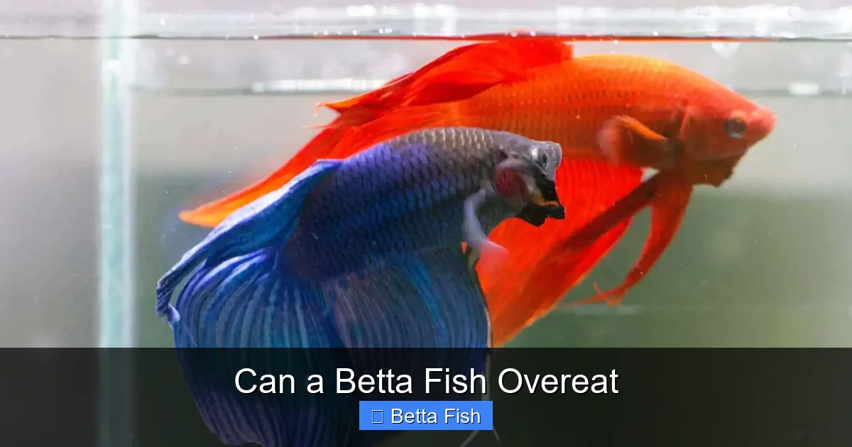Can a Betta Fish Overeat