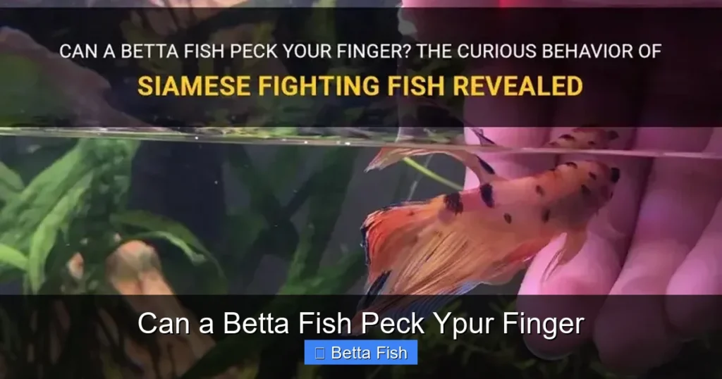 Can a Betta Fish Peck Ypur Finger
